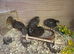 Button Quail