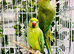 Stunning young Indian ringnick parrot
