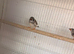 2 pairs of zebra finch