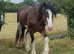 Hay on wye Clive, Registered 3 yr old COLT