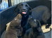 PURE BRED LABRADOR PUPPIES