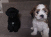 Lhasa apso