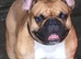 Champion French Bulldog Available at Stud