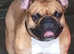 Champion French Bulldog at Stud - IMPORT
