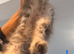 Pure Maine Coon kittens