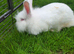 Beautiful Continental Giant x Lion Lop