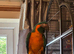 Looking for Blue throat macaw female