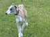 Male whippet