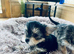 2 female yorkies ready for their forever home