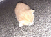 4 kittens for sale