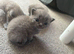 Gorgeous pedigree British shorthaired for sale