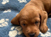 Beagle/Red Fox Lab x Red Fox Lab puppies