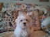 Maltese boy.