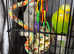 2 male budgies