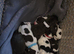 Springerdor puppies