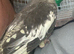 Baby cockatiel (hand reared)