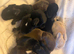 Newborn baby lops