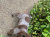 Sprocker last girl left