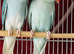 Indian Ringneck parrot