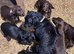 Cocker spaniel puppies