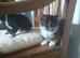 Pretty kittens