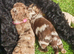 5 loving cockapoos