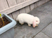 Rabbit coke for sale