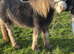 blagdon filly tgca registered