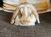 1 beautiful female mini lop ready to reserve