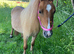 Stunning Red Dun Shetland Mare