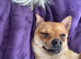 Loving Pomchi