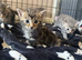 4 beautiful fluffy kittens