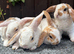 Mini Plush Lops. Hypoallergenic fur.