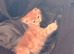 Male mainecoon kittens