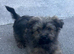 14 weeks old