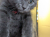 5 British grey and Black shorthair kiitens