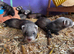 Beautiful Baby Ferrets For Sale