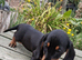 KC REG. PRA CLEAR PUPPIES