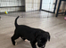 Coker spaniel/ Labrador