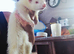 2 ferrets needing homes