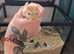 Gerbils