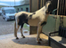 Part bred Welsh cob