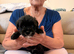 adorable mixed breed litter