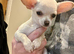 Gorgeous 10 weeks old Chihuahua puppies for sale.