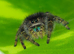 Jumping Spiders at Birmingham Reptiles