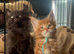 2 Beautiful Maine Coon Boys Looking for Love