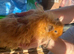 Male guinespigs