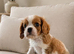 **DNA PRA CLEAR CAVALIER KING CHARLES PUPPIES **