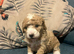 Beautiful miniature poochons puppies