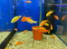Rosy Barb (Pethia conchonius)